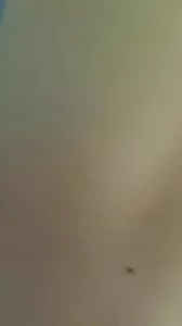 后入母狗